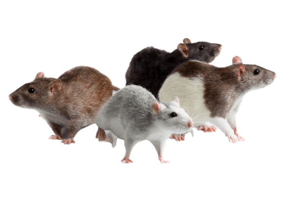 Comment se débarrasser des souris et des rats - Eden Vert 3D Val d'Oise