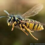 Destruction des nids de guêpes et de Frelons dans la Drôme